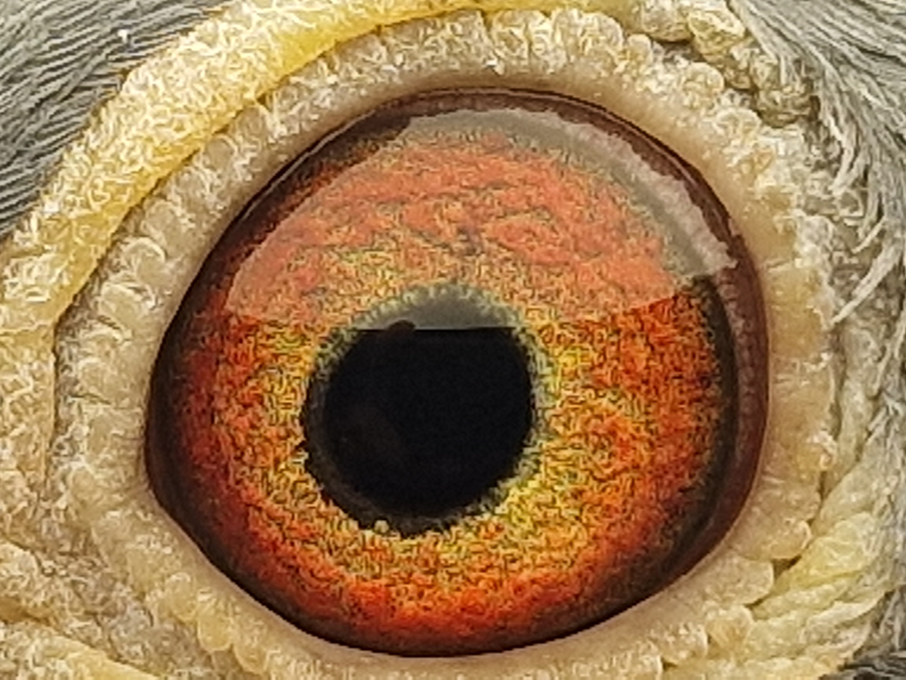 Pigeon eye